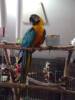 Madison the Blue & Gold Macaw