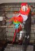 Pirate the Ruby Red Macaw